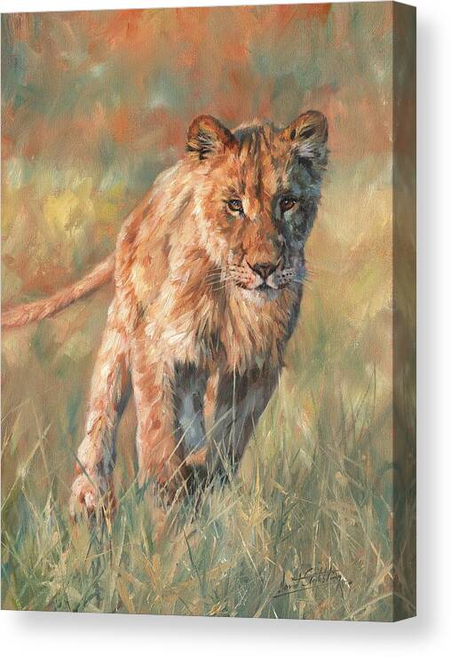 Lion Canvas Print featuring the painting Youn Lion by David Stribbling