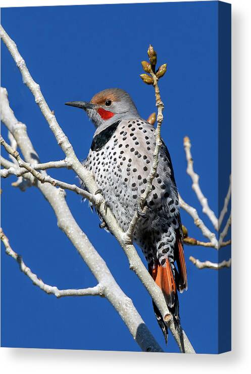 Northern Flicker Woodpecker Canvas Print featuring the photograph Northern Flicker Woodpecker #1 by Rick Mosher