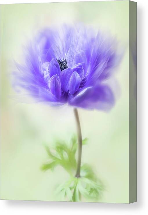 Summer Canvas Print featuring the photograph Ready to waltz. by Usha Peddamatham