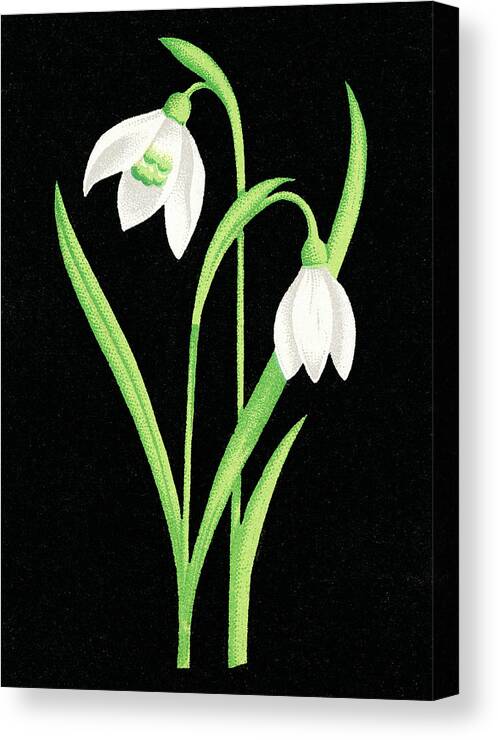 Black Background Canvas Print featuring the drawing Flowers by CSA Images