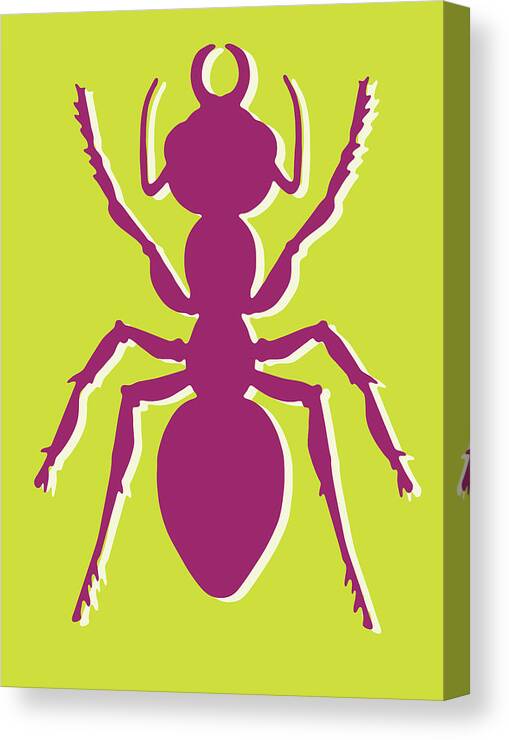 Animal Canvas Print featuring the drawing Ant #5 by CSA Images