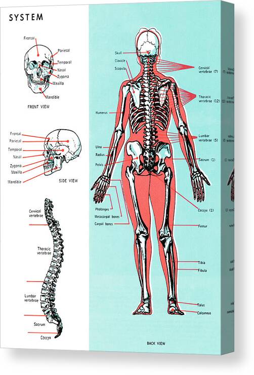Anatomical Canvas Print featuring the drawing Human anatomy #5 by CSA Images