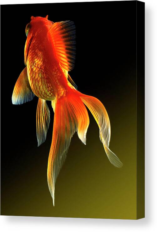 Animal Themes Canvas Print featuring the photograph Goldfish #6 by Mark Mawson