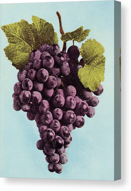 Blue Background Canvas Print featuring the drawing Grapes #7 by CSA Images