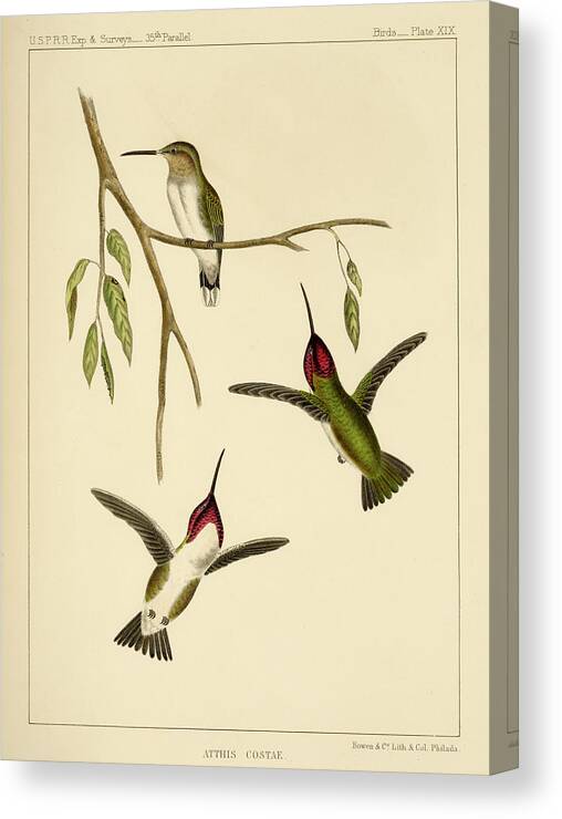 Birds Canvas Print featuring the mixed media Atthis Costae by Bowen and Co lith and col Phila