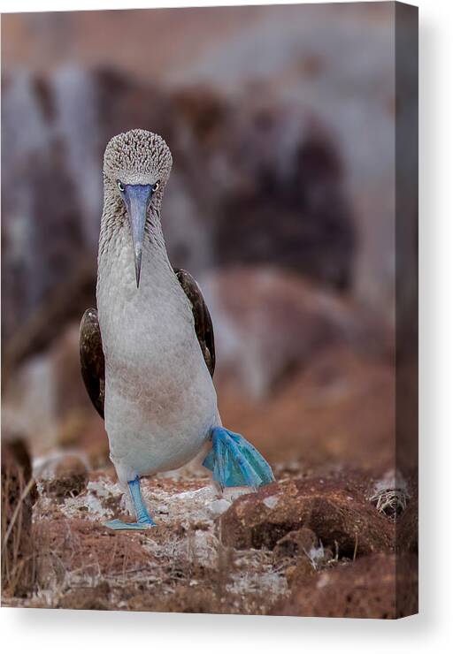 Blue-footed Canvas Print featuring the photograph Blue-footed Booby by Siyu And Wei Photography