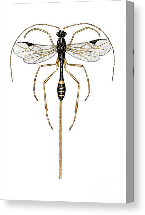 Animal Canvas Print featuring the photograph Braconid Wasp by Dr Keith Wheeler/science Photo Library