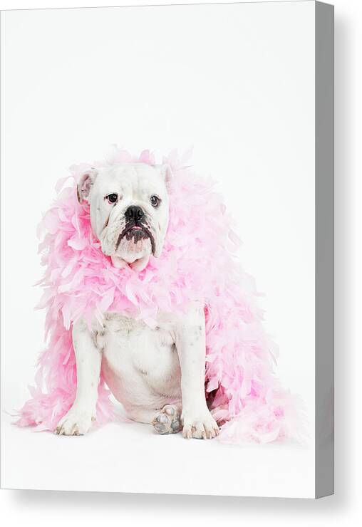 Pets Canvas Print featuring the photograph Bulldog Wearing Feather Boa by Max Oppenheim