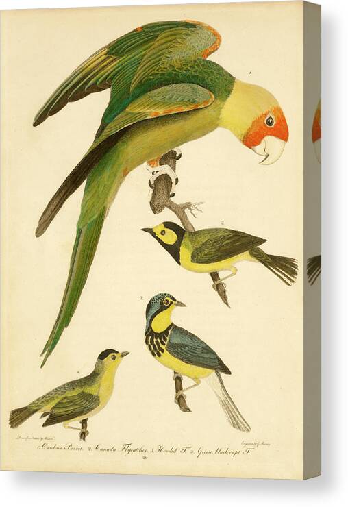 Birds Canvas Print featuring the mixed media Carolina Parrot by Alexander Wilson
