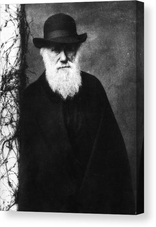People Canvas Print featuring the photograph Charles Darwin by Hulton Archive