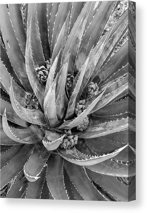 Disk1215 Canvas Print featuring the photograph Close-up Of Aloe by Tim Fitzharris