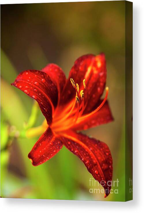 Daylily (hemerocallis 'sammy Russell') Canvas Canvas Art by Ian Gowland/science Library - Pixels
