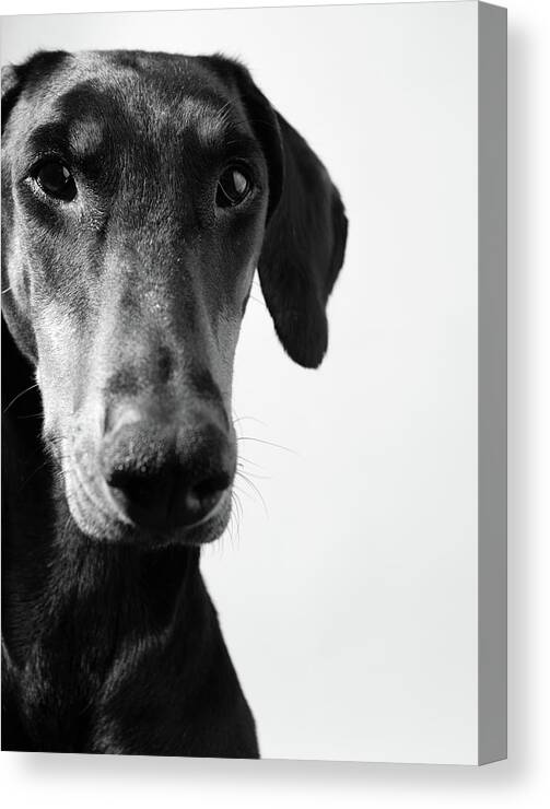 Pets Canvas Print featuring the photograph Dobermann by Sensorspot