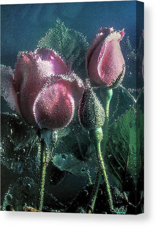 Bubbly Canvas Print featuring the photograph Effervescence by Randall Dill