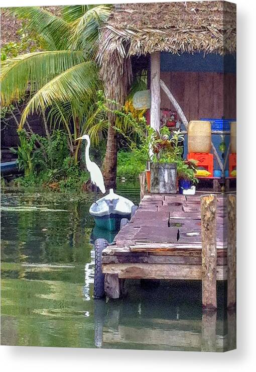 Egret Canvas Print featuring the photograph Egret on watch by Tina Aye