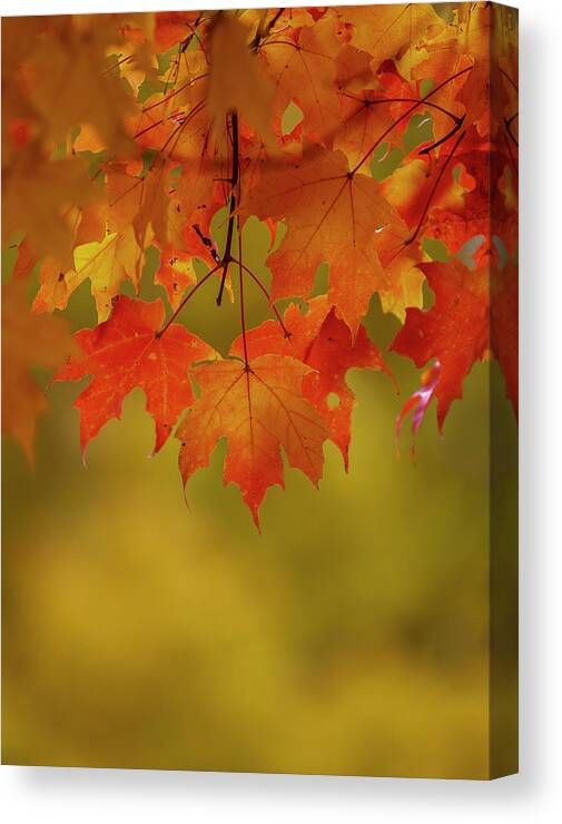 New England Canvas Print featuring the photograph Fall Leaves by Rob Davies