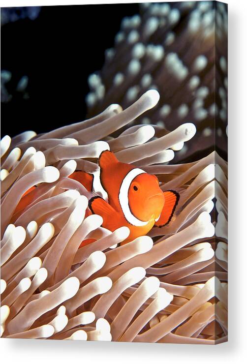 Underwater Canvas Print featuring the photograph False Clown Anemonefish by Copyright Melissa Fiene