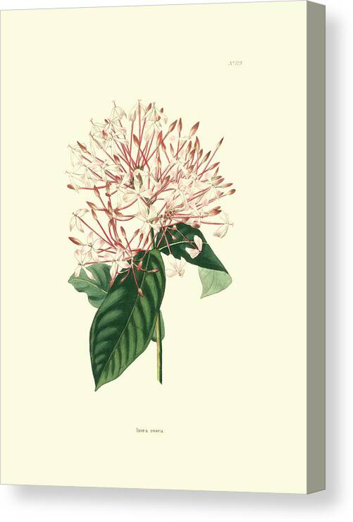 Botanical & Floral Canvas Print featuring the painting Flowering Shrub Iv by Edmonston & Douglas