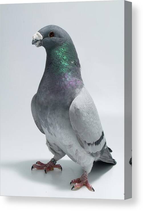 Pigeon Canvas Print featuring the photograph American Show Racer by Nathan Abbott