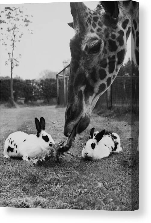 Rabbit Canvas Print featuring the photograph Giraffe Eating The Food Of Neighbours by Keystone-france