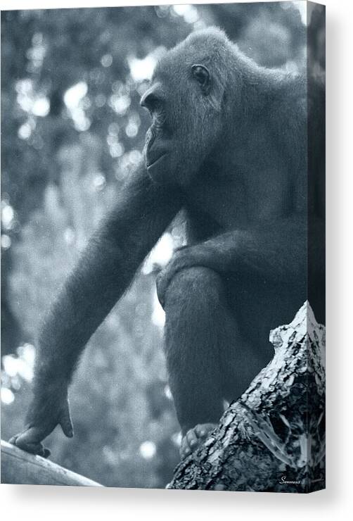 A Gorilla In A Tree.
Black And White Canvas Print featuring the photograph Gorilla 2 by Gordon Semmens