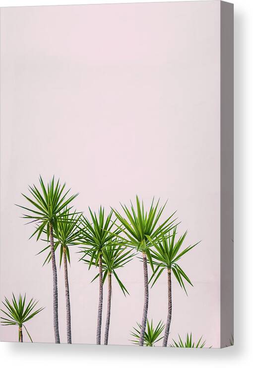 Exotic Canvas Print featuring the photograph Hawaii Hotel Tropical Plants by Mr Doomits