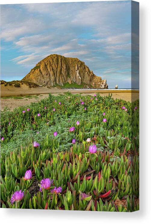 Beach Canvas Print featuring the photograph Ice Plants At Morro Rock by Tim Fitzharris