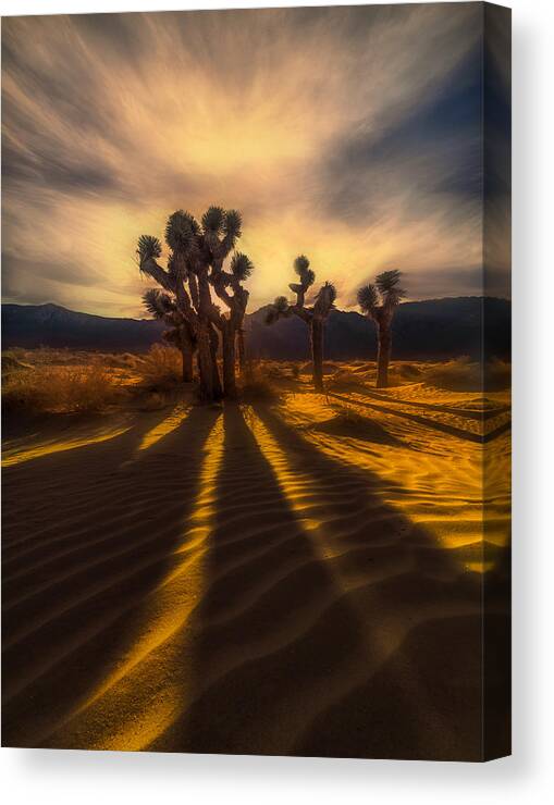  Canvas Print featuring the photograph Joshua Trees Under The Sun by Jianping Yang