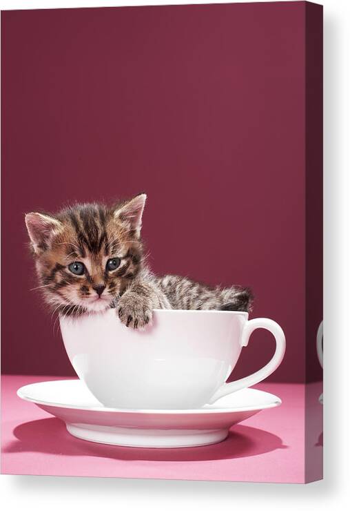 Pets Canvas Print featuring the photograph Kitten In Cup And Saucer by Martin Poole