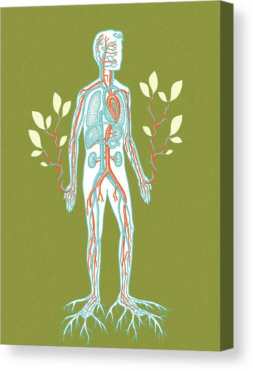 Adult Canvas Print featuring the drawing Living Man by CSA Images