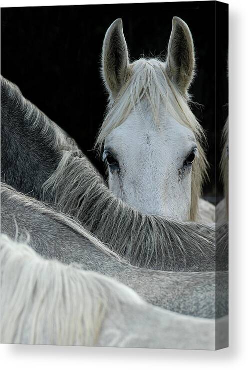 Horse Canvas Print featuring the photograph Look by Milan Malovrh
