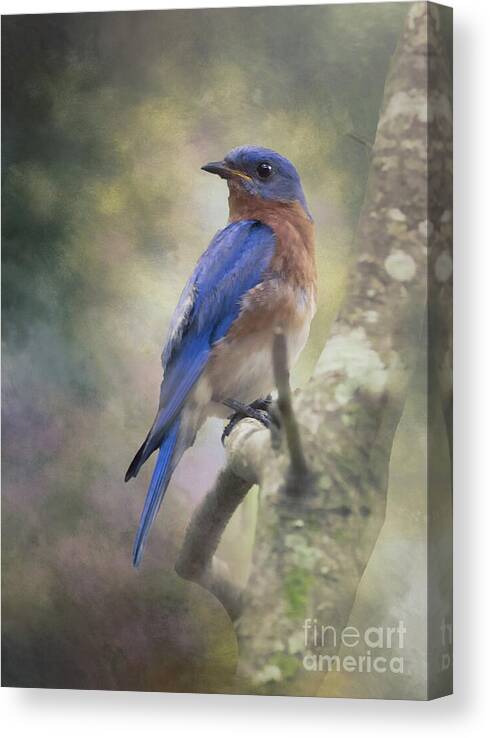 Bluebird Canvas Print featuring the photograph Looking Back by Michelle Tinger