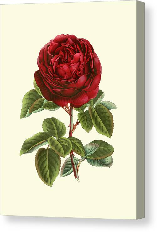 Botanical & Floral Canvas Print featuring the painting Magnificent Rose IIi by Vanhoutte