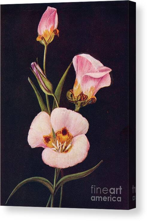 1910-1919 Canvas Print featuring the drawing Mariposa Tulip, C1915, 1915 by Print Collector