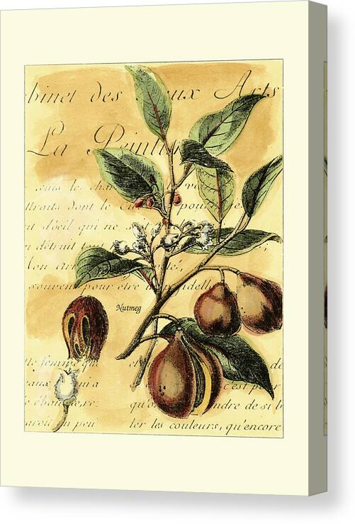 Botanical & Floral Canvas Print featuring the painting Nutmeg by Walter H. Fitch