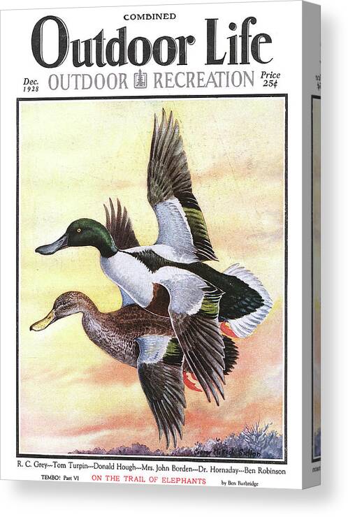 Mallard Canvas Print featuring the painting Outdoor Life Magazine Cover December 1928 by Outdoor Life
