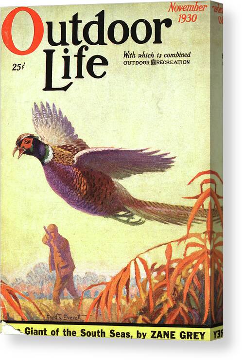 Pheasant Canvas Print featuring the painting Outdoor Life Magazine Cover November 1930 by Outdoor Life