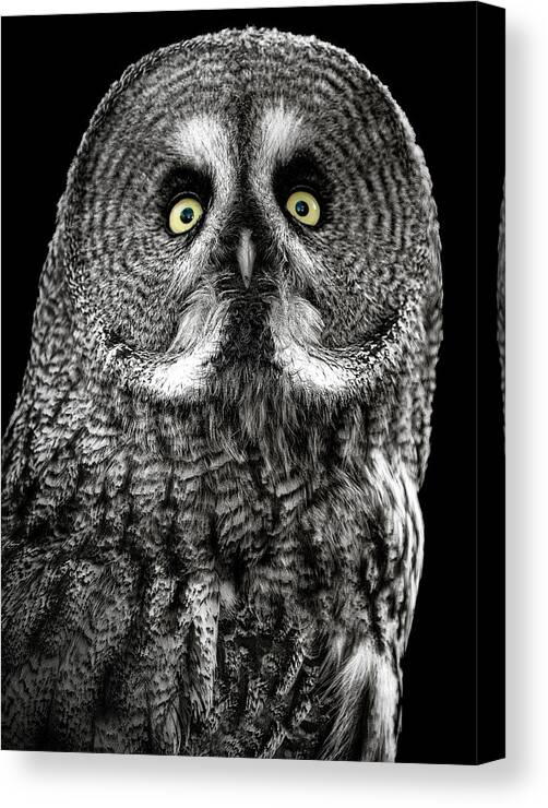 Owl Canvas Print featuring the photograph Owl by Lee Kershaw
