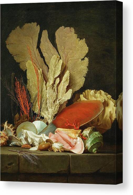 Anne Vallayer-coster Canvas Print featuring the painting Panaches de mer, lithophytes et coquilles-Still-life with shells and coral Canvas. by Anne Vallayer-Coster Anne Vallayer-Coster