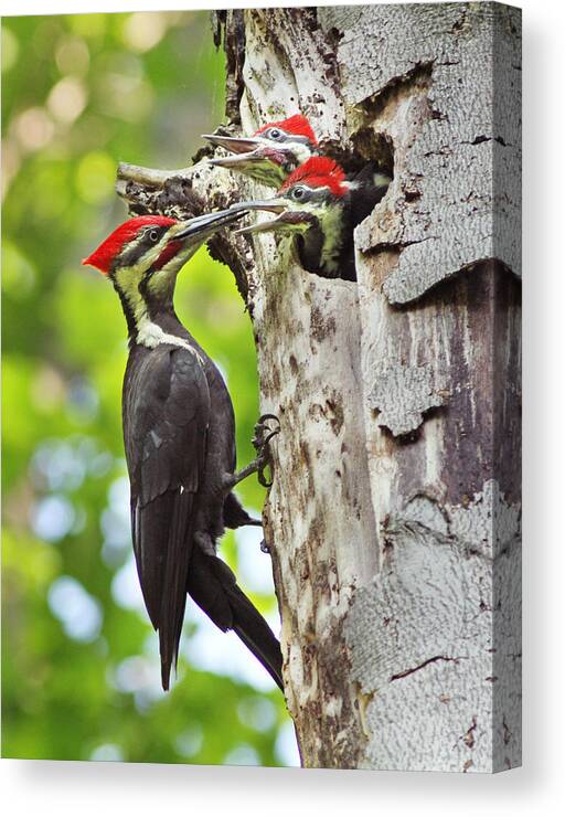 Nature Canvas Print featuring the photograph Pileated Woodpecker by Mircea Costina