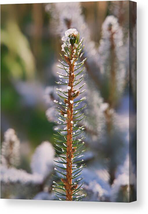 Pine Canvas Print featuring the photograph Pine tree tip I by Steven Ralser