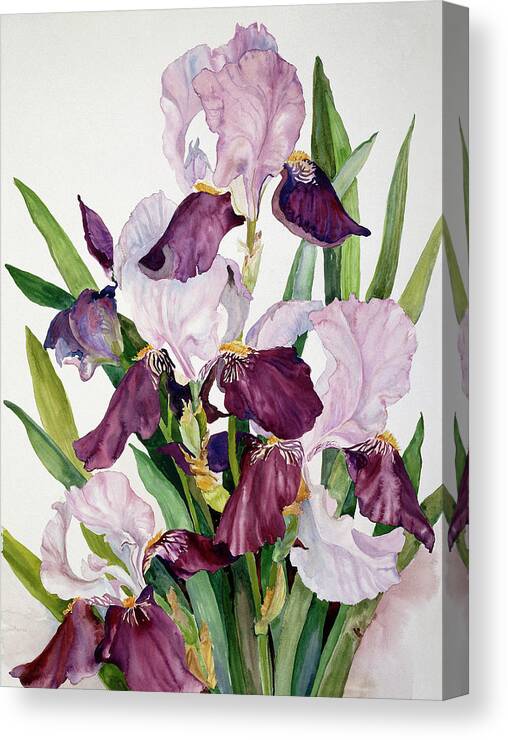 Pink And Maroon Iris' Growing By Each Other. Canvas Print featuring the painting Pink & Maroon Iris by Joanne Porter
