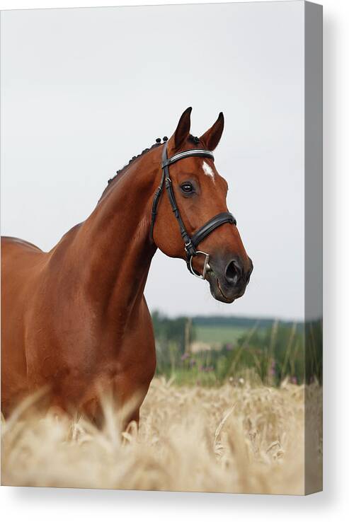 Horse Canvas Print featuring the photograph Portrait Of A Bay Stallion by Somogyvari