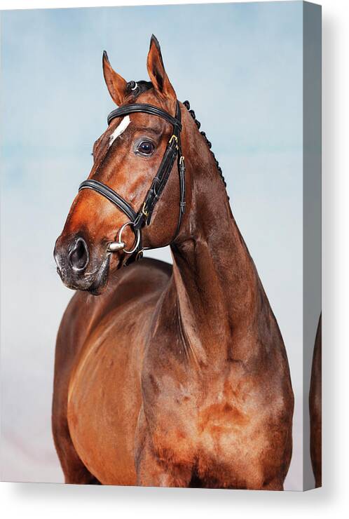 Horse Canvas Print featuring the photograph Portrait Of An Old Thoroughbred Horse by Somogyvari