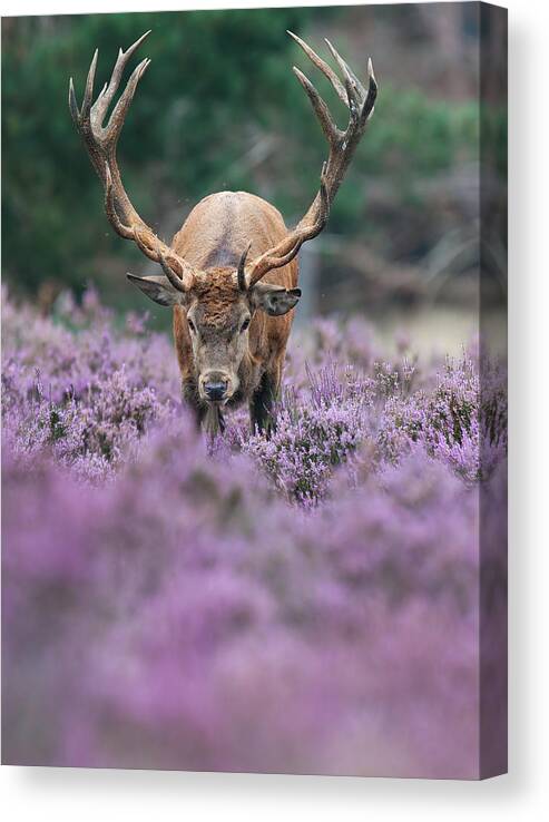 Heather Canvas Print featuring the photograph Red Deer In The Heather by Rob Christiaans