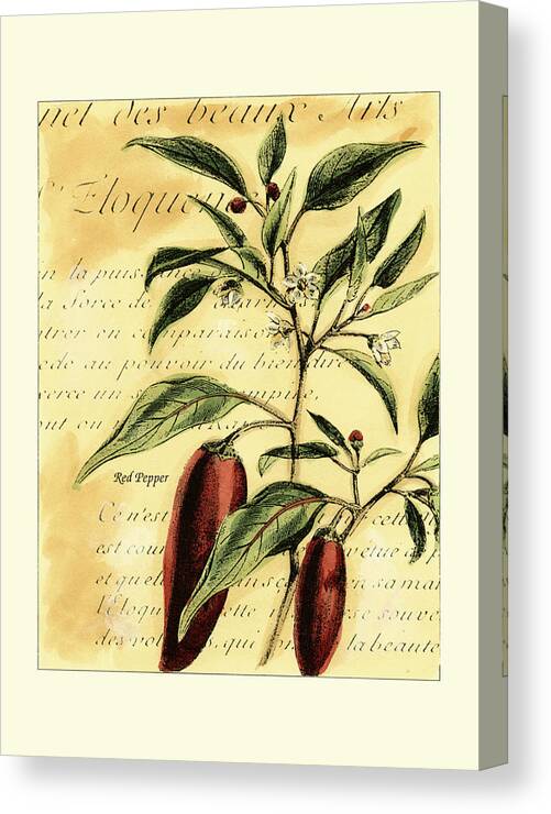 Botanical & Floral Canvas Print featuring the painting Red Pepper by Walter H. Fitch
