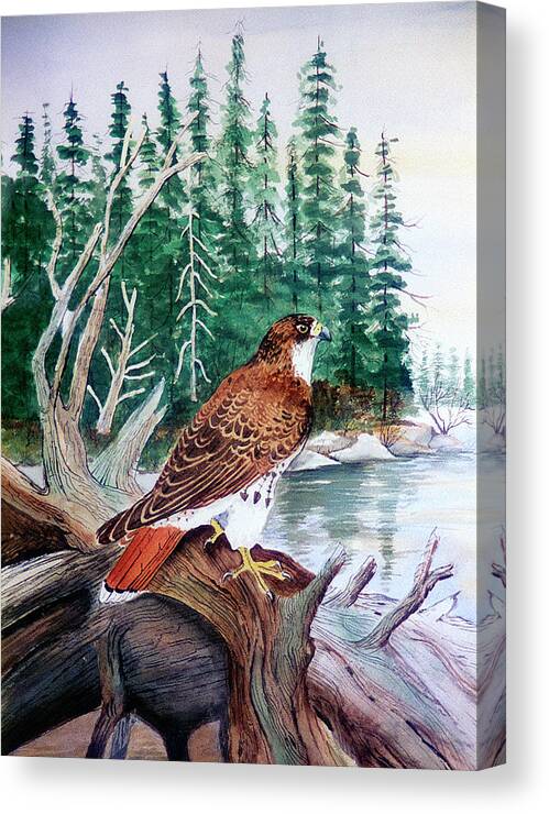 Red Tailed Hawk Canvas Print featuring the painting Red Tailed Hawk by Arie Reinhardt Taylor