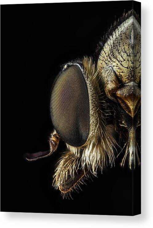 Fly Canvas Print featuring the photograph Rhagionidae Profile View by Andre J Fjrtoft