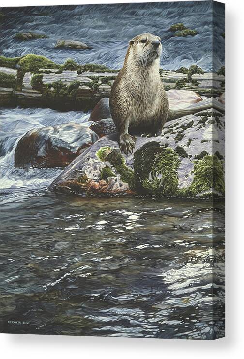 An Otter Sitting On A Rock In The Middle Of The River Canvas Print featuring the painting Riverside Pause- River Otter by Ron Parker