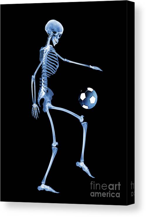 Human Body Canvas Print featuring the photograph Skeleton Playing Football by D. Roberts/science Photo Library
